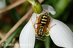 C320387: Französische Feldwespe (Polistes dominula) auf Schneeglöckchen (Galanthus nivalis)