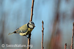 Foto: Blaumeise (Cyanistes caeruleus)
