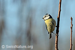 Foto: Blaumeise (Cyanistes caeruleus)