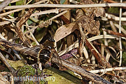 Foto: Tachina ursina (Raupenfliege)