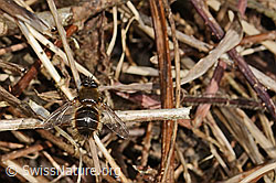Foto: Tachina ursina (Raupenfliege)