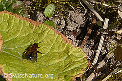C320631: Zweifarbige Sandbiene (Andrena bicolor)