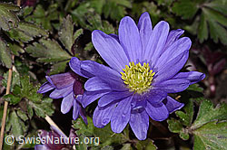 Foto: Balkan Windröschen (Anemone blanda)