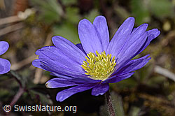 Foto: Balkan Windröschen (Anemone blanda)