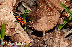 Foto: Feuerwanze (Pyrrhocoris apterus)
