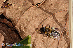 Foto: Zweifarbige Sandbiene (Andrena bicolor)
