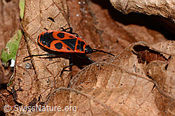 Foto: Feuerwanze (Pyrrhocoris apterus)