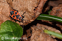 Foto: Feuerwanze (Pyrrhocoris apterus)