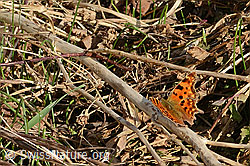 C320679: C-Falter (Polygonia c-album)