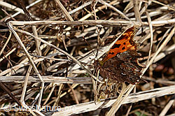 C320681: C-Falter (Polygonia c-album)