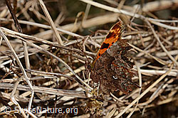 C320682: C-Falter (Polygonia c-album)