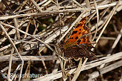 C320686: C-Falter (Polygonia c-album)