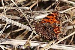 C320688: C-Falter (Polygonia c-album)