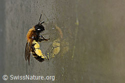 Foto: Zweifarbige Sandbiene (Andrena bicolor)