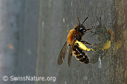 Foto: Zweifarbige Sandbiene (Andrena bicolor)