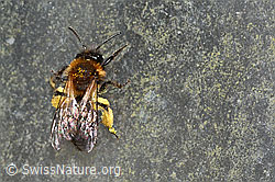 Foto: Zweifarbige Sandbiene (Andrena bicolor)