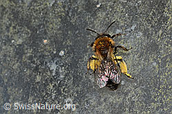 Foto: Zweifarbige Sandbiene (Andrena bicolor)