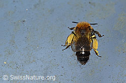 Foto: Zweifarbige Sandbiene (Andrena bicolor)