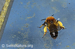 Foto: Zweifarbige Sandbiene (Andrena bicolor)