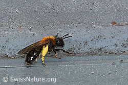 C320706: Zweifarbige Sandbiene (Andrena bicolor)