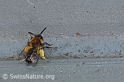 C320708: Zweifarbige Sandbiene (Andrena bicolor)