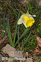 C320813: Osterglocke (Narcissus pseudonarcissus)