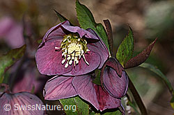 Östliche Nieswurz (Helleborus orientalis) (C320828)