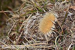 Silberdistel (Carlina acaulis ssp. caulescens) (C320976) Silberdistel (Carlina acaulis ssp. caulescens) (C320976)