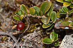 Preiselbeere (Vaccinium vitis-idaea) (C320987) Preiselbeere (Vaccinium vitis-idaea) (C320987)