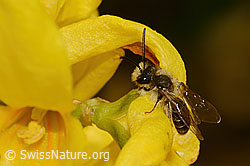 Foto: Frühe Lockensandbiene (Andrena praecox) an Forsythie (Forsythia)