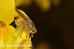 C322999: Gelbe Dungfliege (Scathophaga stercoraria) auf Forsythie (Forsythia)