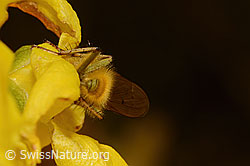 C323000: Gelbe Dungfliege (Scathophaga stercoraria) auf Forsythie (Forsythia)