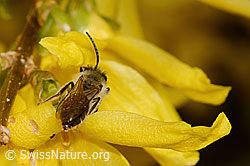 Foto: Frühe Lockensandbiene (Andrena praecox) an Forsythie (Forsythia)