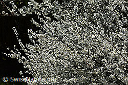 Foto: Schwarzdorn (Prunus spinosa)