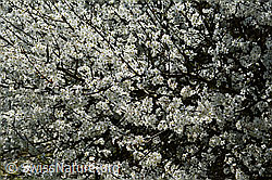Foto: Schwarzdorn (Prunus spinosa)