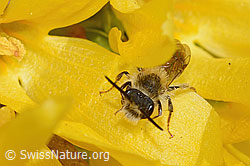Foto: Frühe Lockensandbiene (Andrena praecox) an Forsythie (Forsythia)