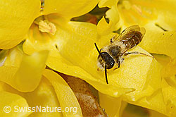 Foto: Frühe Lockensandbiene (Andrena praecox) an Forsythie (Forsythia)