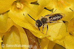 Foto: Frühe Lockensandbiene (Andrena praecox) an Forsythie (Forsythia)