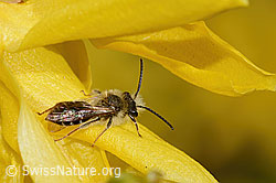 Foto: Frühe Lockensandbiene (Andrena praecox) an Forsythie (Forsythia)