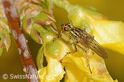 C323042: Gelbe Dungfliege (Scathophaga stercoraria) auf Forsythie (Forsythia)