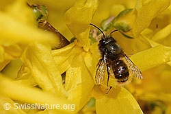 Foto: Gehörnte Mauerbiene (Osmia cornuta) an Forsythie (Forsythia)
