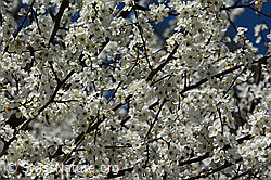 Foto: Schwarzdorn (Prunus spinosa)