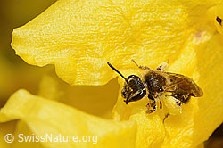 Foto: Frühe Lockensandbiene (Andrena praecox) an Forsythie (Forsythia)