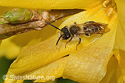C323113: Frühe Lockensandbiene (Andrena praecox) an Forsythie (Forsythia)