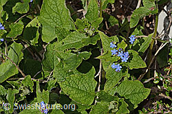 Foto: Kaukasusvergissmeinnicht (Brunnera macrophylla)