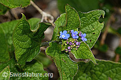 Foto: Kaukasusvergissmeinnicht (Brunnera macrophylla)