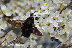 Blauschwarze Holzbiene (Xylocopa violacea) an Schwarzdorn (Prunus spinosa)
