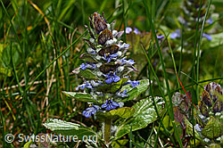 Kriechender Günsel (Ajuga reptans) (C323228) Kriechender Günsel (Ajuga reptans) (C323228)