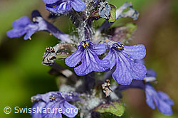 Kriechender Günsel (Ajuga reptans) (C328930) Kriechender Günsel (Ajuga reptans) (C328930)