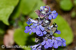 Kriechender Günsel (Ajuga reptans) (C328931) Kriechender Günsel (Ajuga reptans) (C328931)